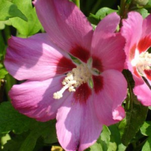 Hibiscus siriacus "rosa"