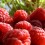 Lampone Rosso