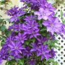 Clematis “The President”
