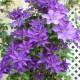 Clematis “The President”