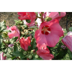 Hibiscus syriascus “Woodbridge”
