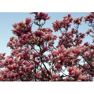 Magnolia soulangeneana