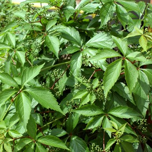 Parthenocissus Quinquefolia