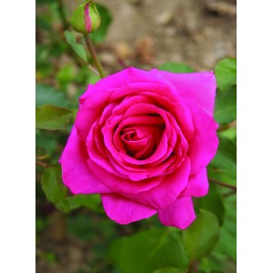 Royal rose®